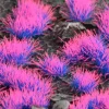 Gamers Grass Alien Neon Wild 4 mm* Basing & Modellering
