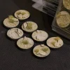 Gamers Grass Basing & Modellering^Arid Steppe Bases Round 32 mm (8)