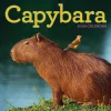 Workman Calendars Kalendere^Capybara Wall Calendar 2026
