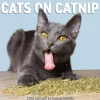 Andrew Marttila Cats on Catnip Wall Calendar 2026* Kalendere