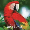 Jamie Bloom Strategi^Life of the Amazonia Kickstarter Edition