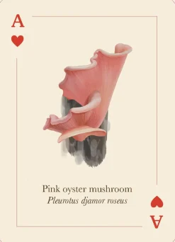 Marta Zafra Kortstokk|Klassikere^Mushrooms of the Wild: 54 playing cards