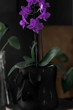 Haunted Homeware Ossuary Black Planter* Vaser