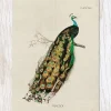 Peacock Specimen Greeting Card* Kort, Bursdag & Anledning