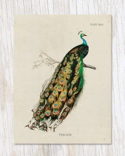 Peacock Specimen Greeting Card* Kort, Bursdag & Anledning