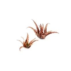 Gamers Grass Basing & Modellering^Red Aloe Laser Plants