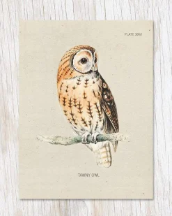 Kort, Bursdag & Anledning^Tawny Owl Bird Specimen Greeting Card