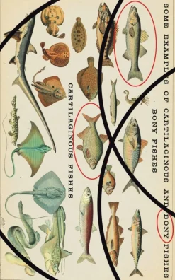 John Finnemore Spill Og Aktiviteter^The Researcher's First Murder: A New Cain's Jawbone Puzzle